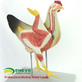 A28(12009) Veterinary Anatomical Hens Model 12009